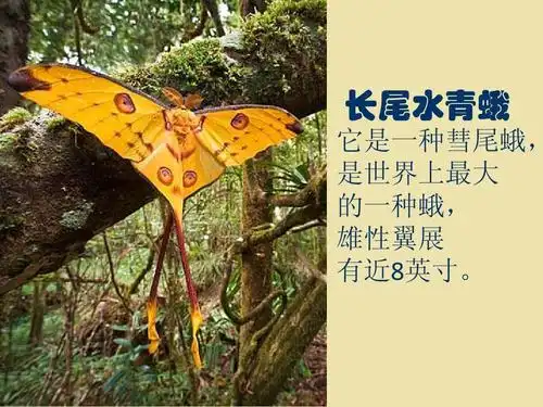 长尾水青蛾 它是一种彗尾蛾, 是世界上最大 的一种蛾, 雄性翼展 有近8