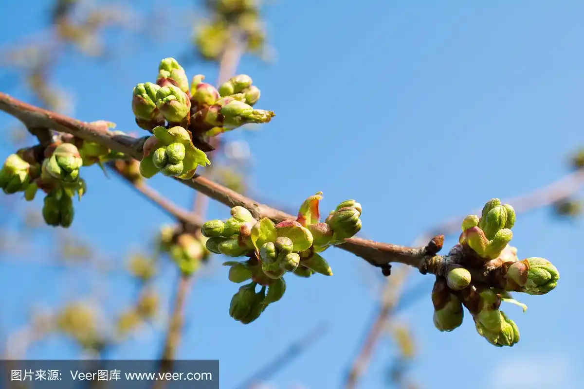 樱桃树的芽特写