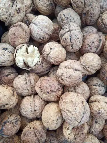 [薄皮核桃批发] 云南薄皮核桃价格10元/斤 - 惠农网