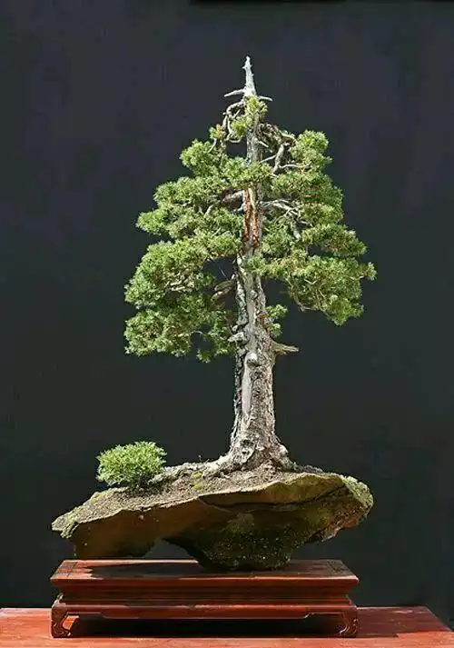 鬼斧神工赏盆景三:直干式盆景