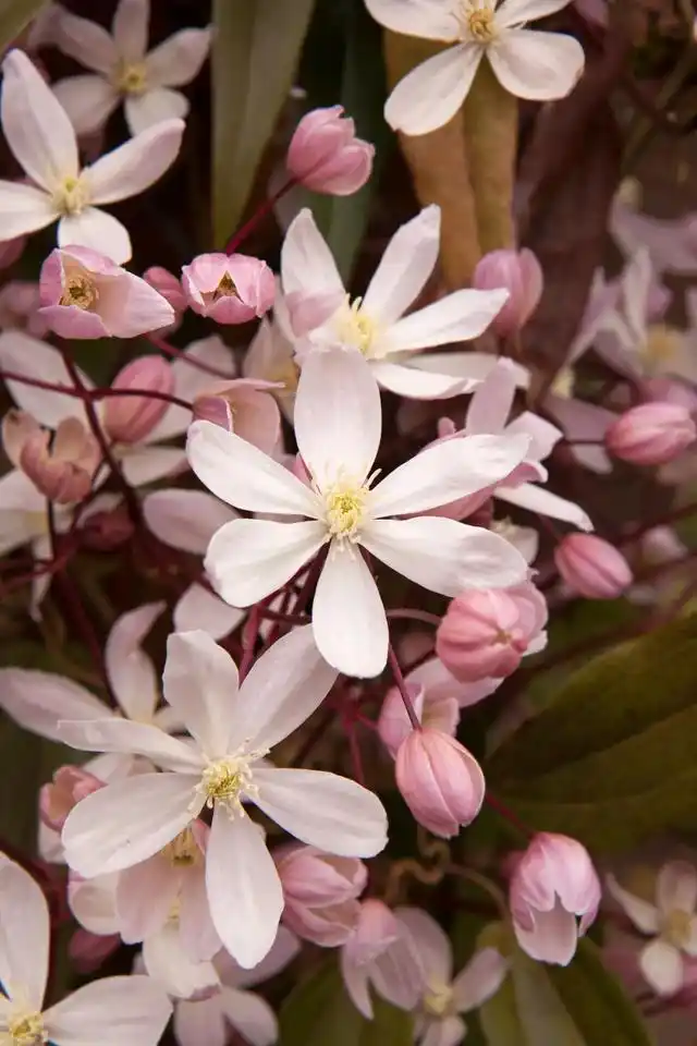 铁线莲苹果花过夏详解