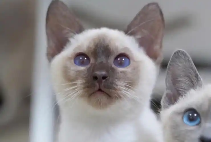 肥壳家巧克力重点暹罗猫弟弟找新家