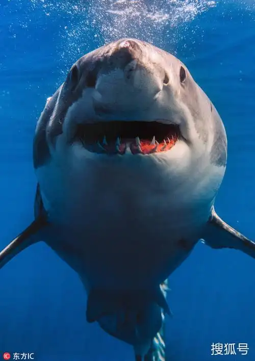 2018年6月11日报道,墨西哥瓜达卢普岛,一只大白鲨好奇宝宝上线.