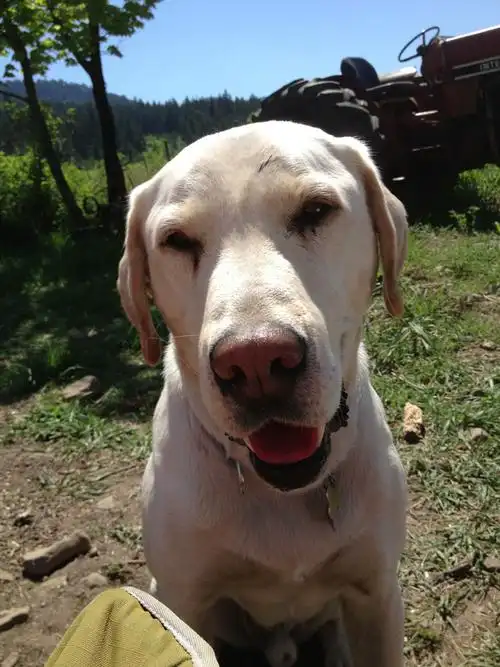roasted grapefruit with cinnamon and sugar