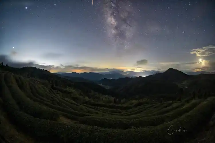 茶园下的星空