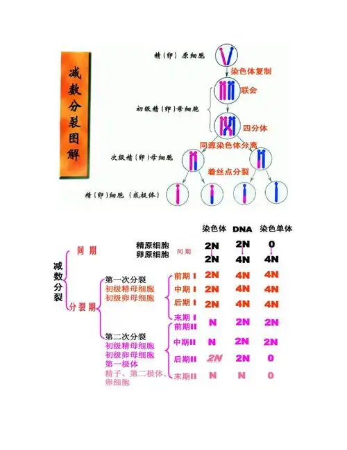 减数分裂染色体dna染色单体的数量变化