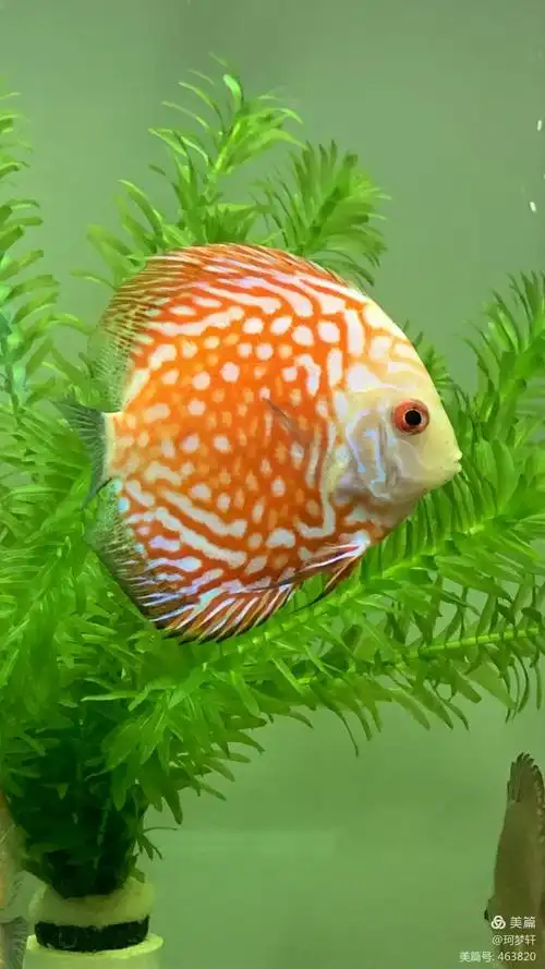 热带鱼给生活增添丰富的色彩