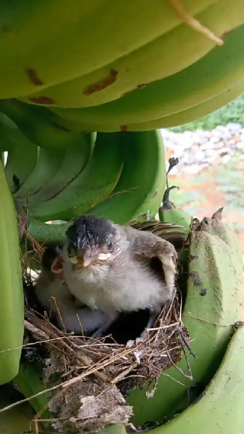 两个小黑头公宝宝要出窝了