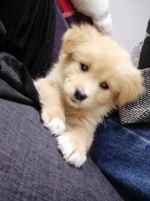 请问这是金毛串什么的,尖嘴,也比较短,长大以后会好看吗,能长多大呢