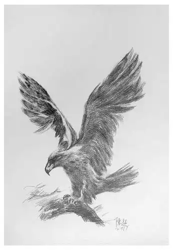 【学院艺术】陈超《雄鹰系列3》素描