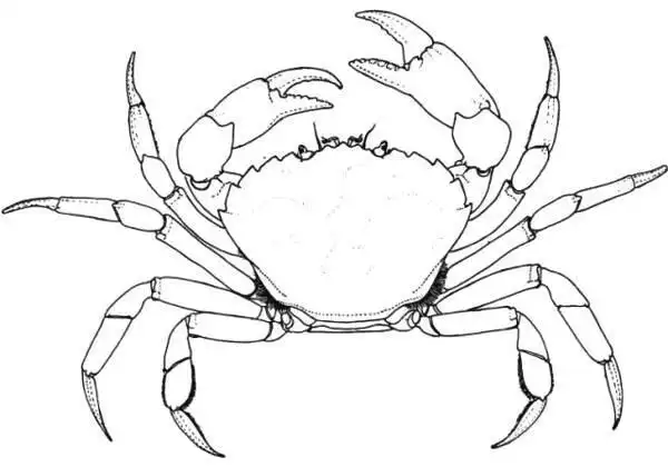 工笔白描素材-螃蟹全集