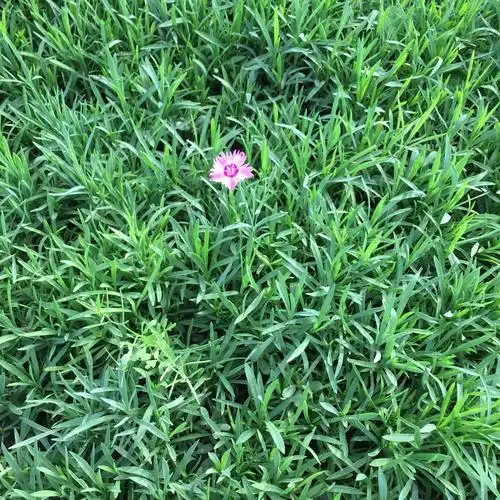 石竹草一棵多少钱 石竹草杯苗 购买石竹草快递全国