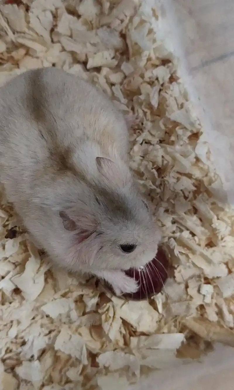 养了两年四个月的小仓鼠,今天突然死了.带给我们的快乐,我们永 - 抖音