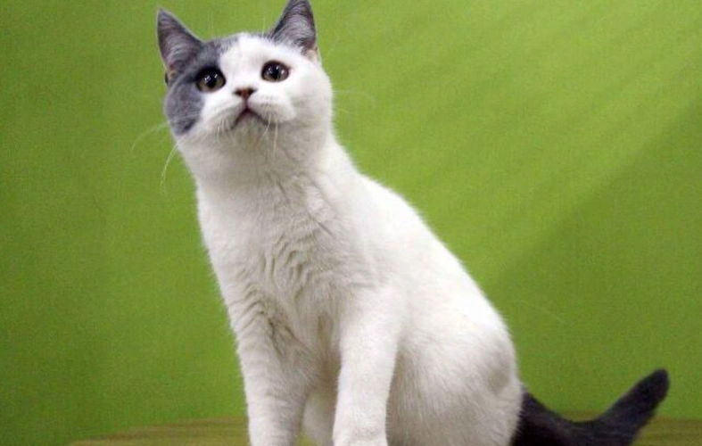 英短净梵怎么看纯不纯?蓝白净梵猫的性格?