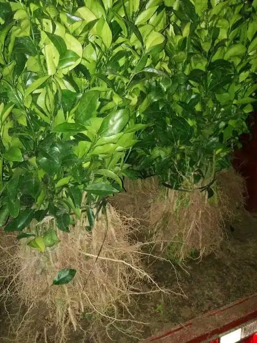 金桔苗 金桔嫁接苗