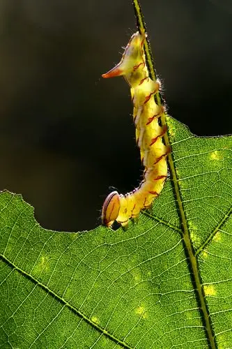 美丽的昆虫世界