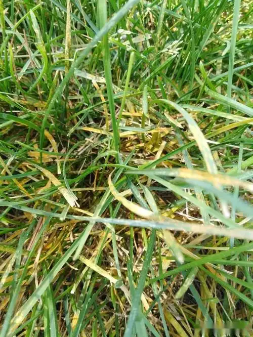 只要温度湿度适宜即便进入夏季草坪一样会发生锈病