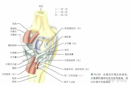 膝关节解剖 - 知乎
