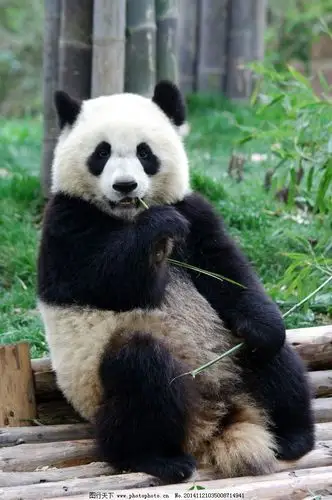 两天一夜五龙山探寻国宝大熊猫之旅_主题夏令营