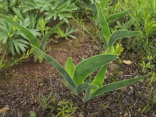 野鸢尾(鸢尾科鸢尾属)