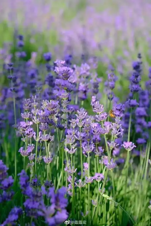 薰衣草花开的季节,是紫色的季节,是浪漫的季节