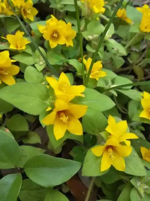 一味民间草药:金钱草,清热利湿,能治胆结石,胆囊炎,痔疮