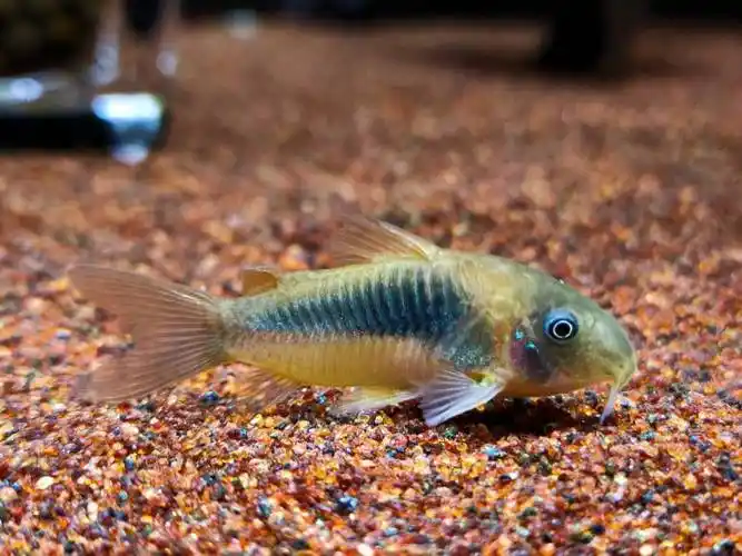 咖啡鼠 - 异型鼠鱼 - cta南美水族