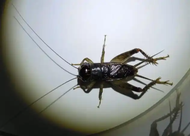 紫大头(蓝青大头的) - 蟋蟀论坛 - 中国蟋蟀网 - powered by discuz!