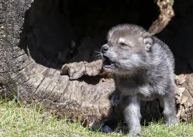 山村老太捡到小狼崽,误将它当小狗来养,不料一年后狼群回来报恩