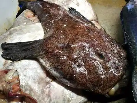 海洋十大鬼鱼每种鱼长相都奇丑无比2