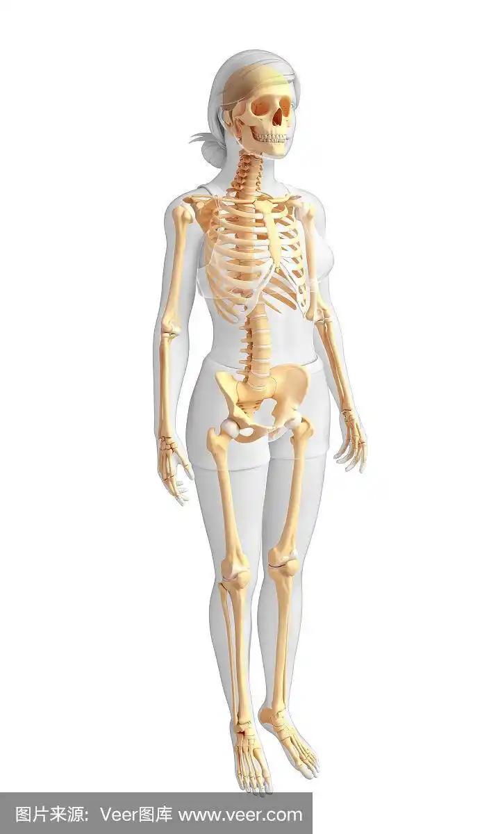 女性骨骼侧视图