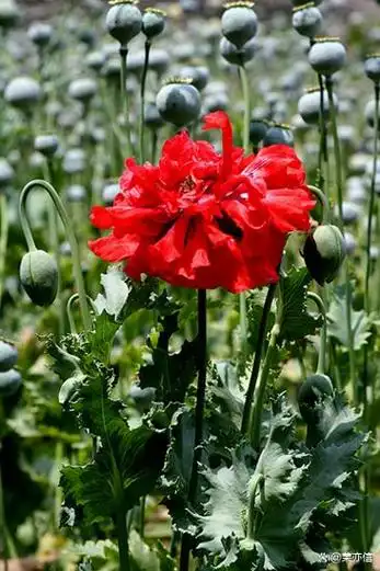 大烟是这边对罂粟的俗称.