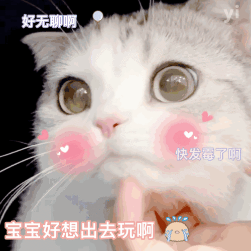 猫猫表情包 太可爱了!