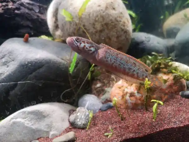 七彩雷龙苗记录