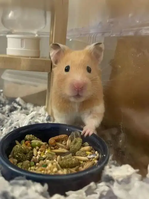 世界名鼠-叙利亚仓鼠 哺乳动物物种         叙利亚仓鼠 ,也叫黄金