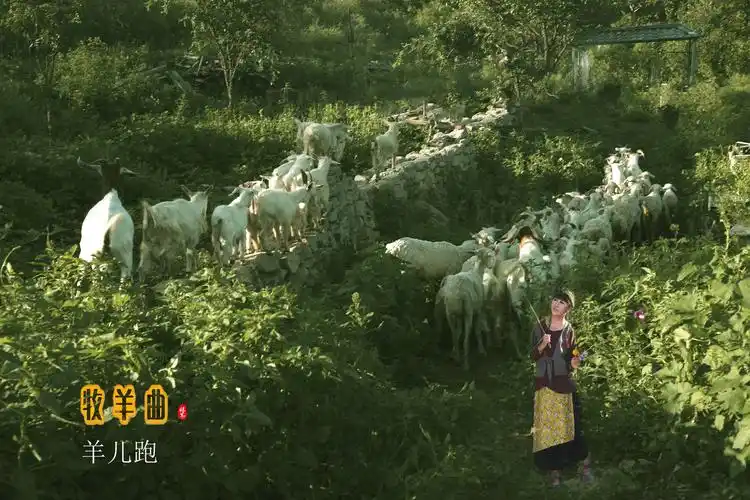 《牧羊曲》电影少林寺插曲