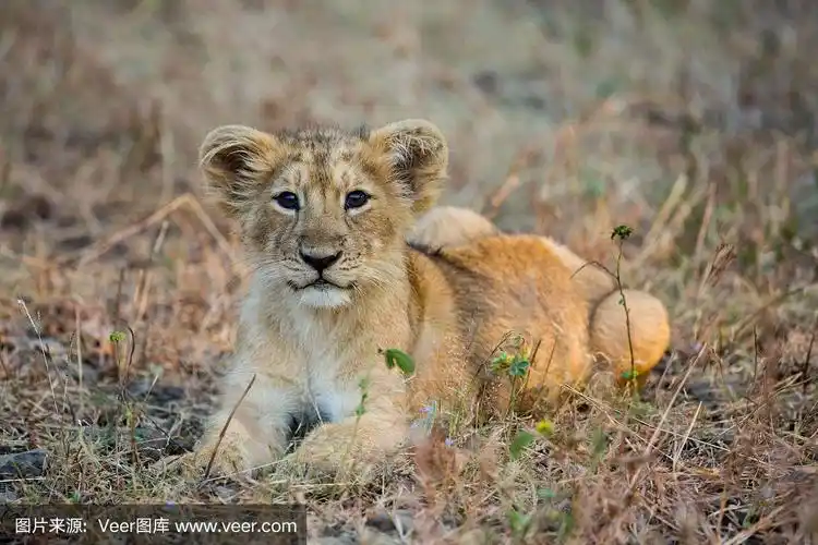 亚洲狮幼崽