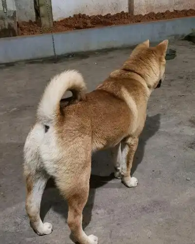 土狗白天盯着大门看,晚上似乎有行动,被主人给抓了个正着|土狗|正着