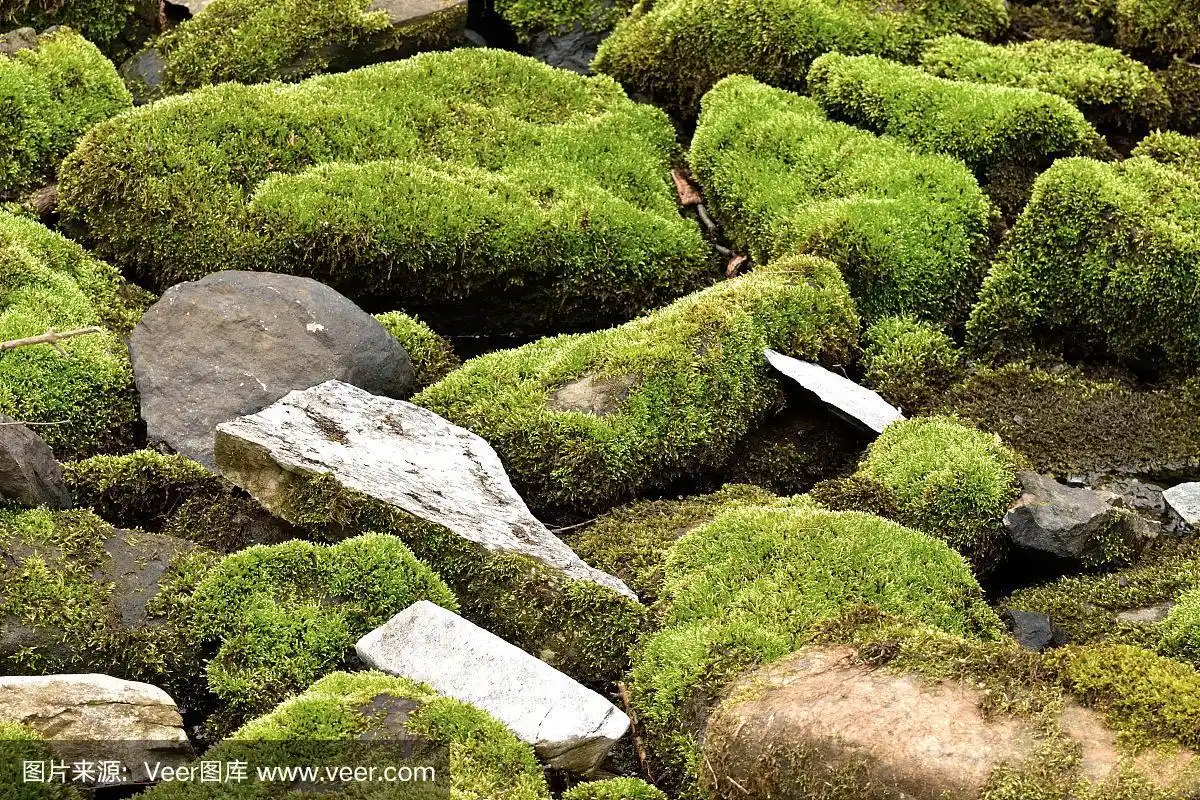 长满青苔的石头