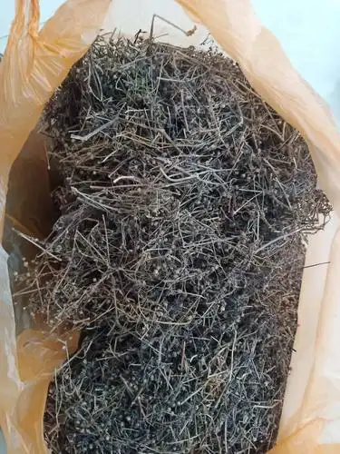 白花蛇舌草 凉茶