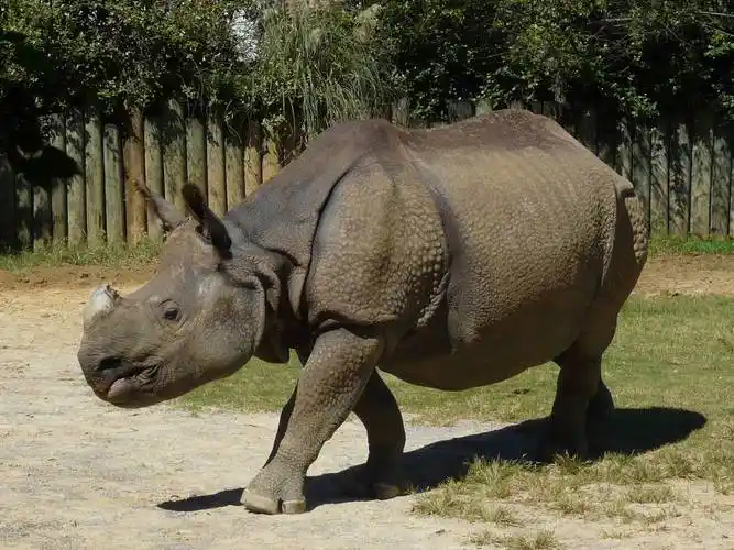 rhinoceros unicornis
