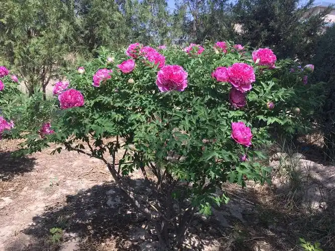 百年牡丹大树 甘肃百年古树牡丹价格 80年以上的牡丹树