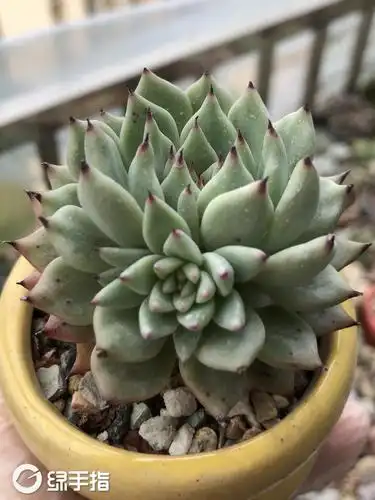 绿爪181223(6x2)多肉植物