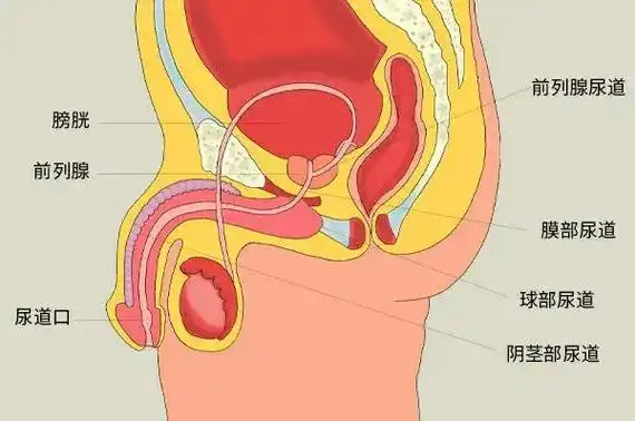 前列腺是男性特有的器官,属于生殖系统的附属腺,位于膀胱与尿生殖膈