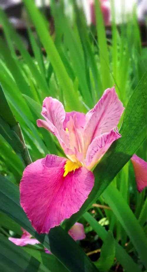 【鸢尾花 61 粉】