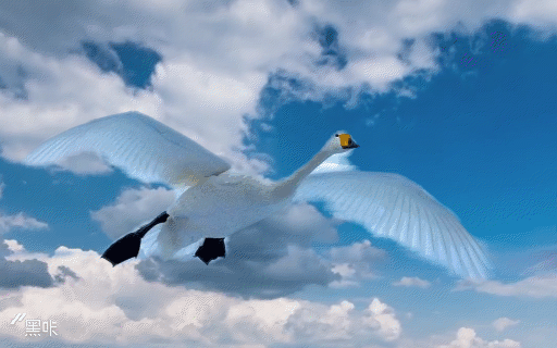 多姿多彩黑白天鹅