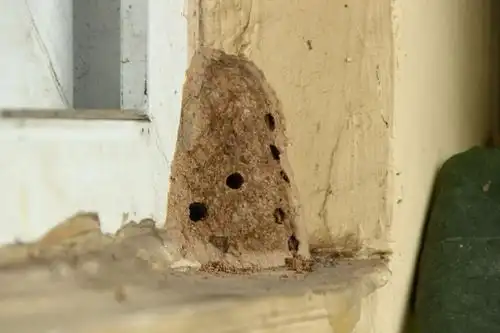 土蜂筑巢育儿记