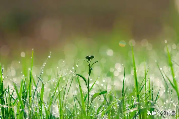 不要平淡要惊艳,掌握5个摄影技巧,把小花小草拍好看