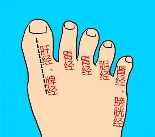 脚背经络图解大图走向高清,脚背经络图解大图右_竞价网