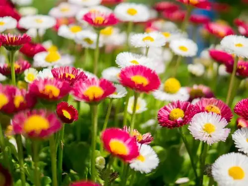 描述: 五颜六色的雏菊花-植物摄影壁纸 当前壁纸尺寸: 1152 x 864